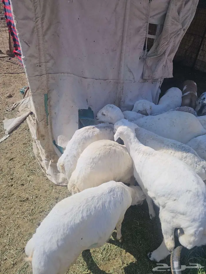 طليان رفد للبيع 0