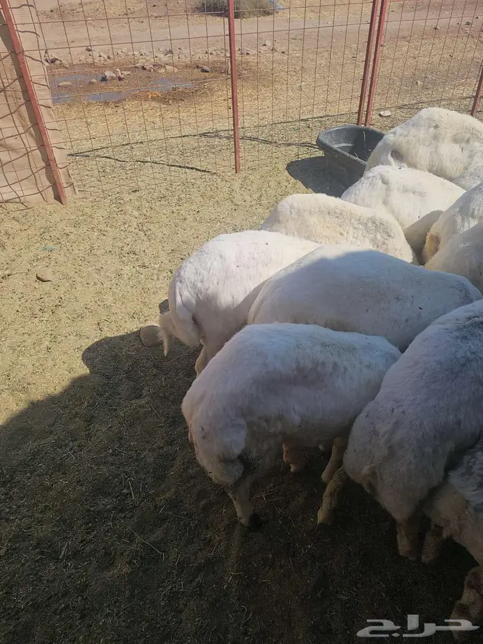 طليان رفد للبيع 2