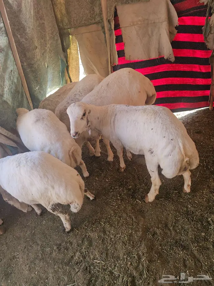 طليان رفد للبيع 1