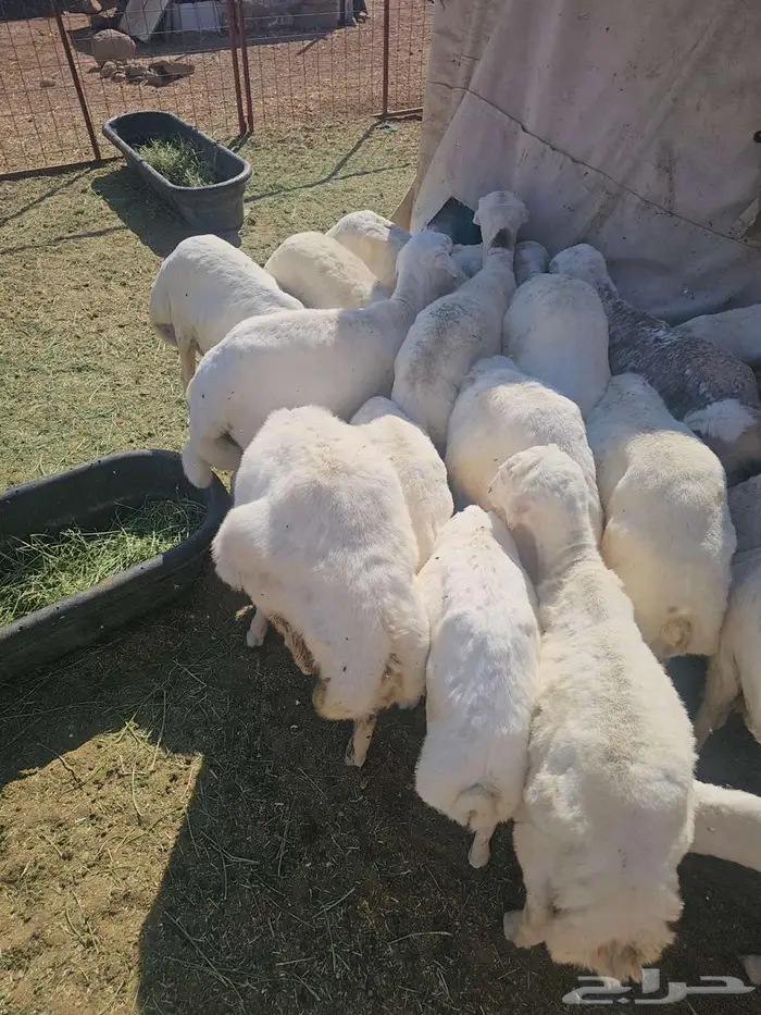 طليان رفد للبيع 3