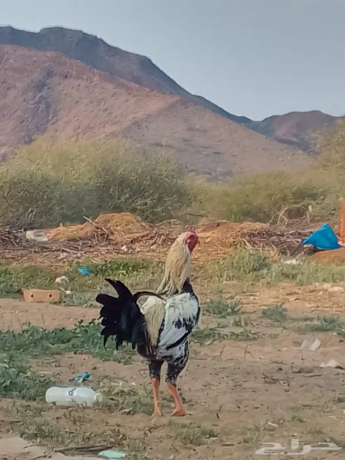 ديك ودجاجه للبيع 4
