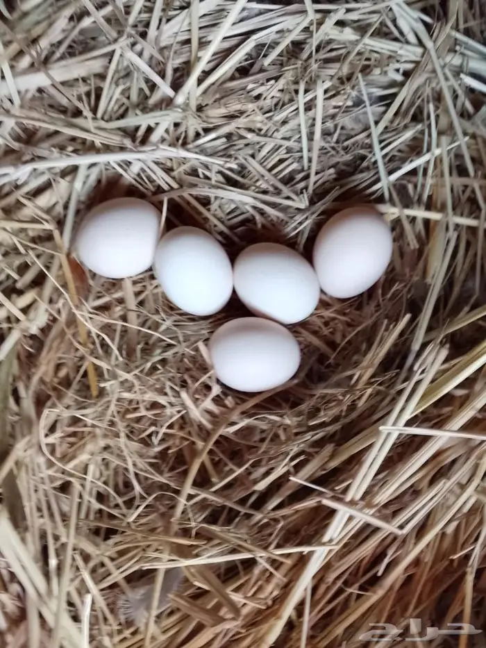 ديك ودجاجه للبيع 3