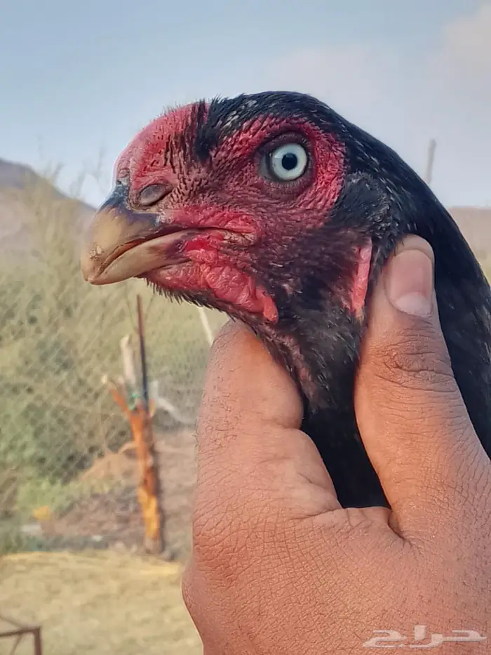 ديك ودجاجه للبيع 2