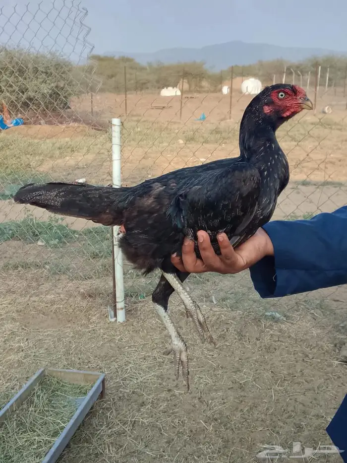 ديك ودجاجه للبيع 1