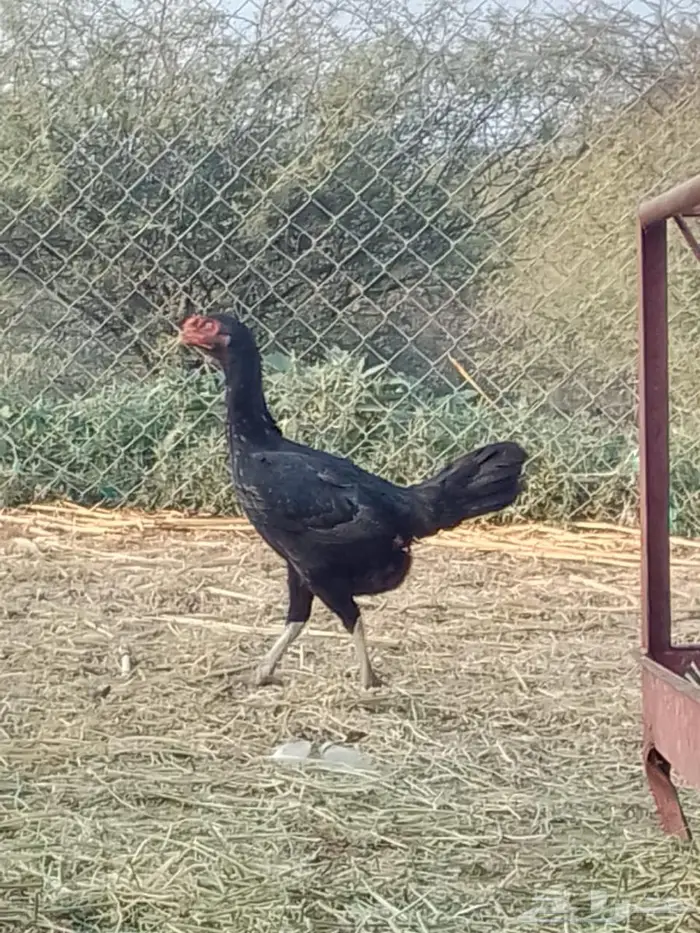 ديك ودجاجه للبيع 0