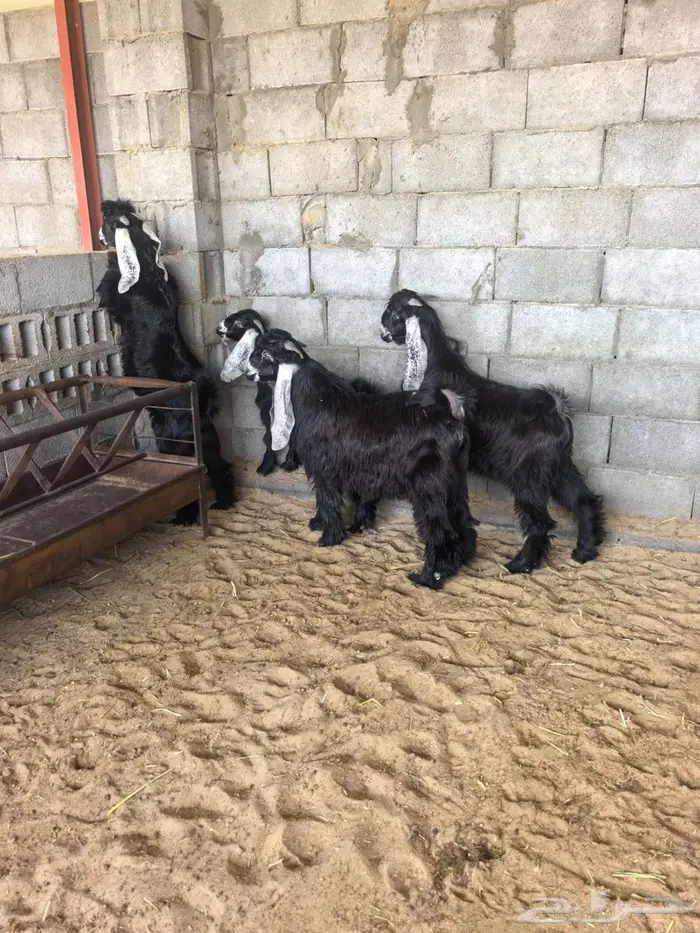 متوفر تابي او تمارا تيوس عوارض خرفان حري بلدي 0