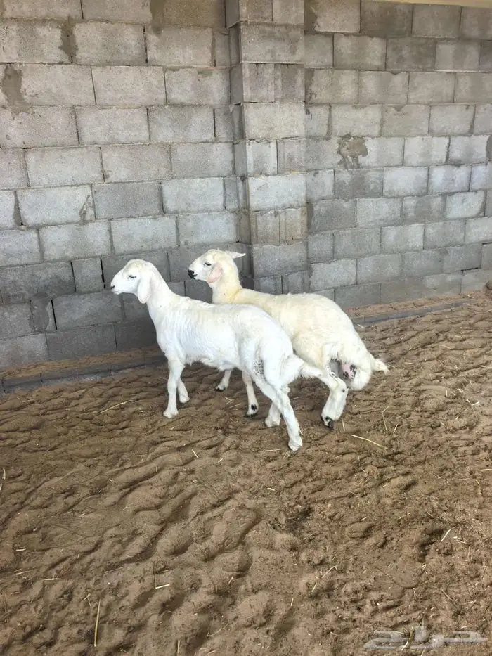 متوفر تابي او تمارا تيوس عوارض خرفان حري بلدي 1