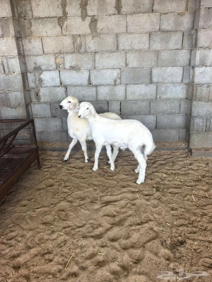 متوفر تابي او تمارا تيوس عوارض خرفان حري بلدي 2