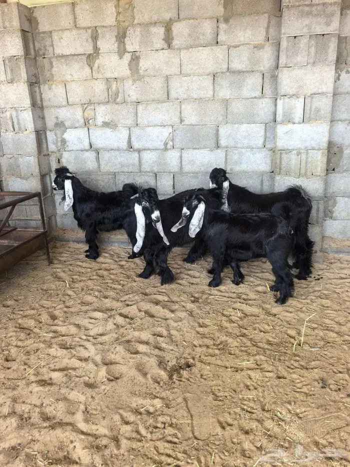 متوفر تابي او تمارا تيوس عوارض خرفان حري بلدي 3