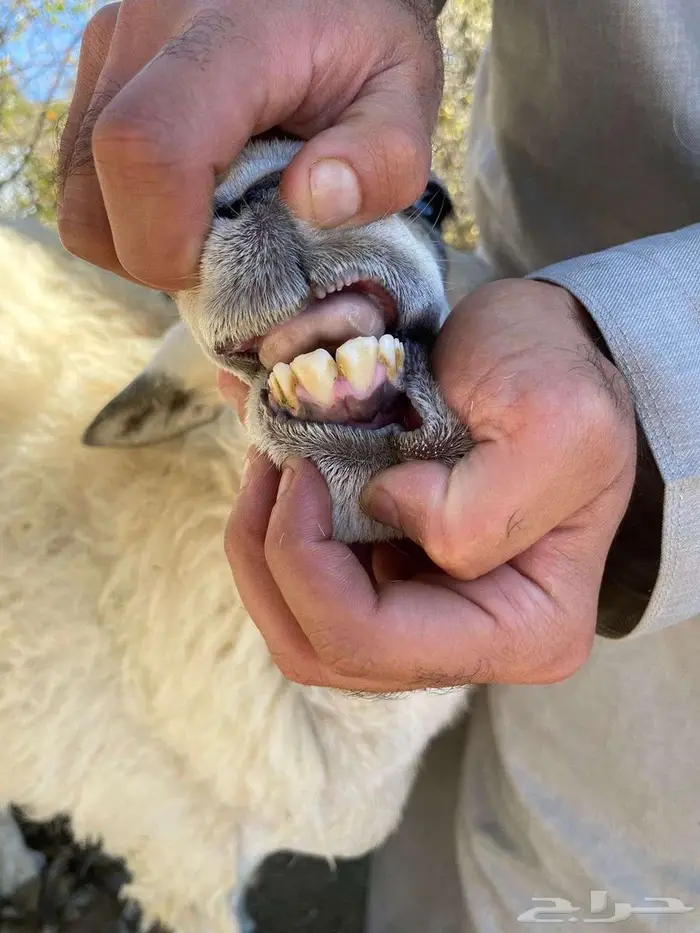 ذبيحه ( تم البيع) 6