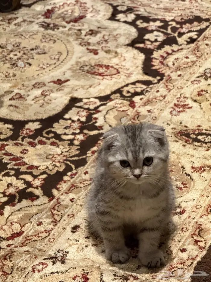 قطة سكوتش للبيع 3