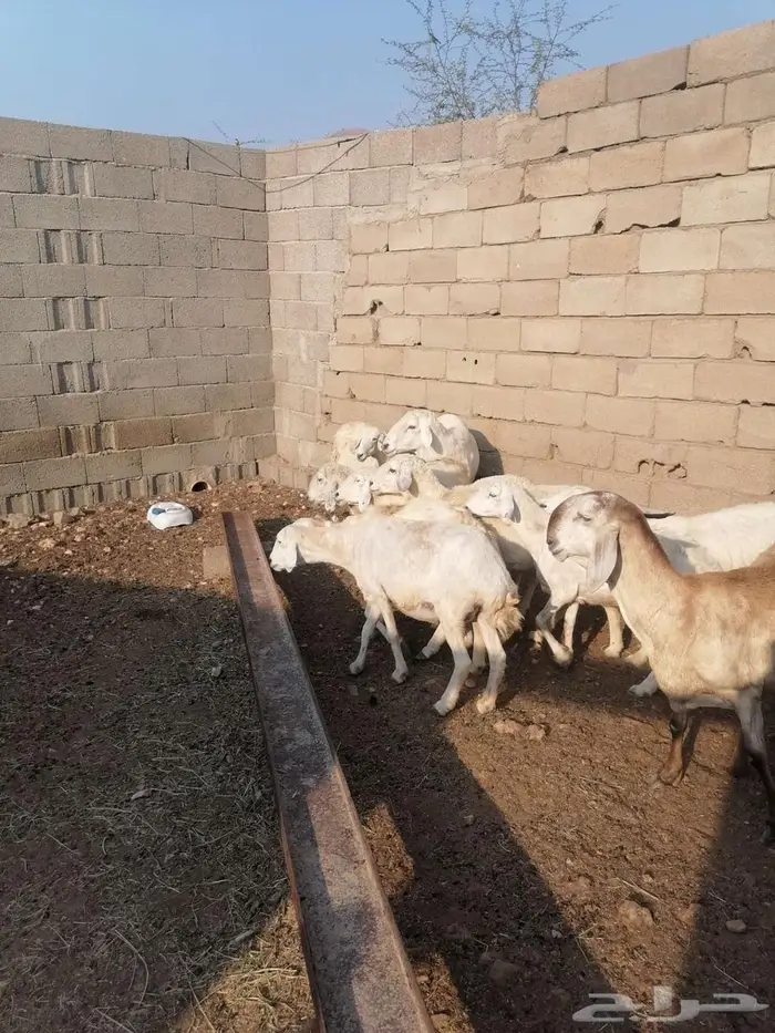 عراض لكم 8ضان وخروف 0