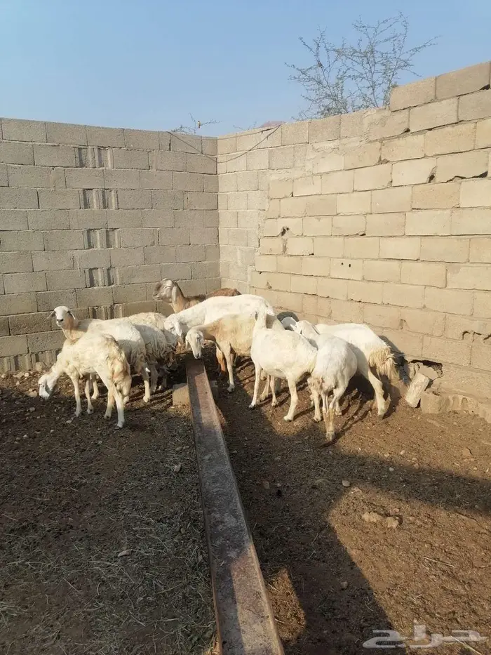 عراض لكم 8ضان وخروف 2