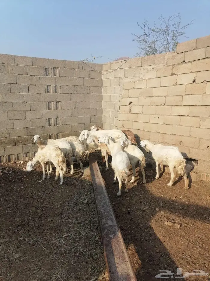 عراض لكم 8ضان وخروف 1