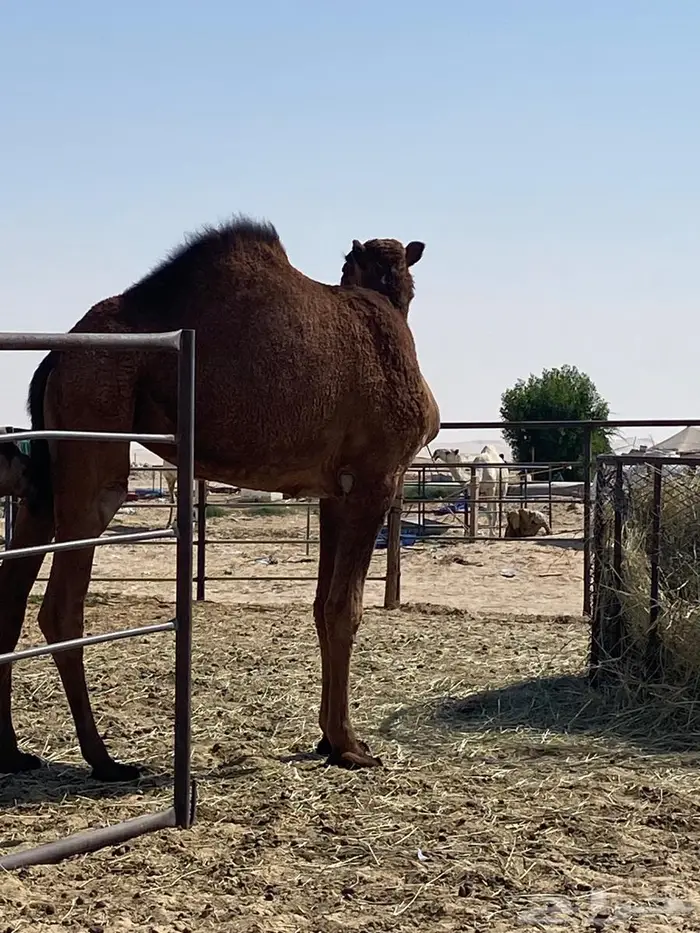 بكره صفراء حقه 2