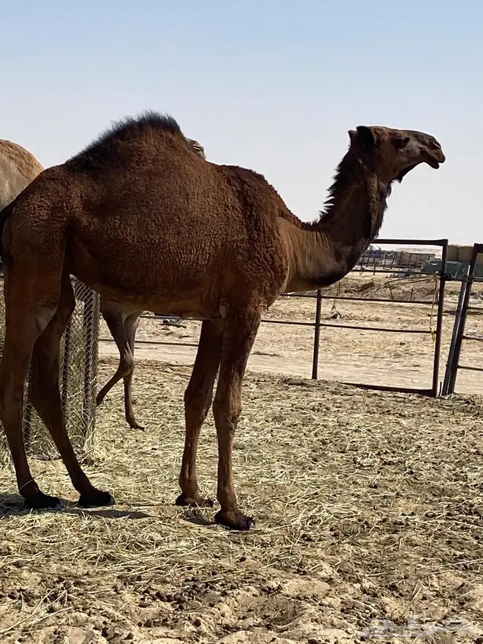 بكره صفراء حقه 0