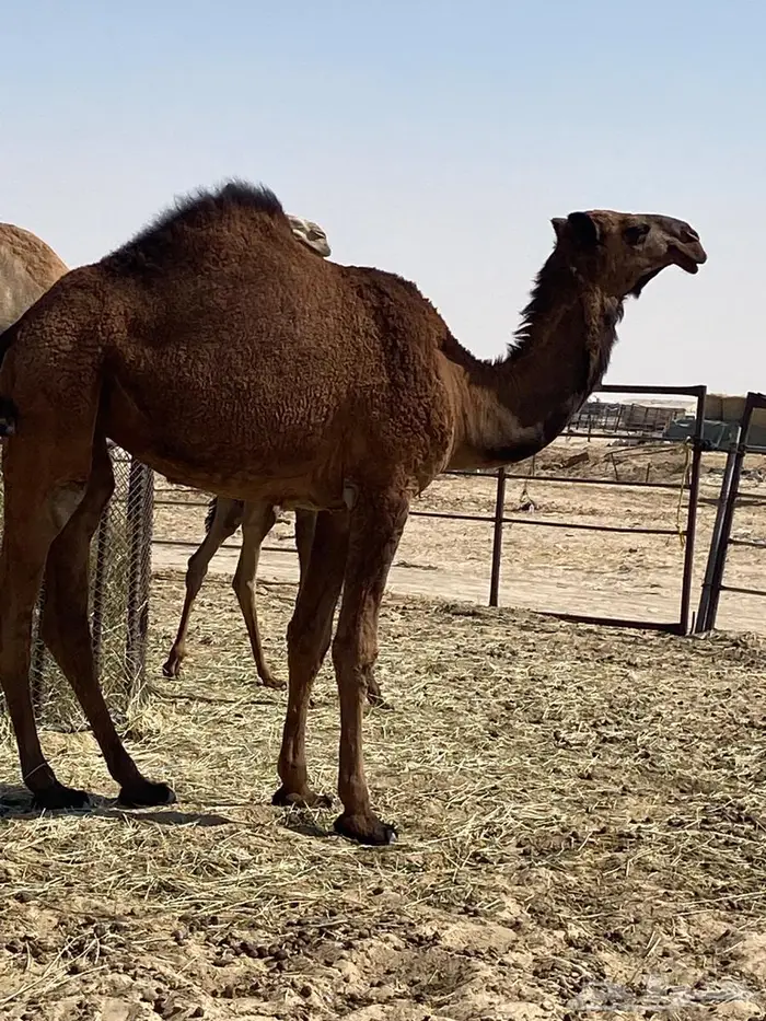 بكره صفراء حقه 1