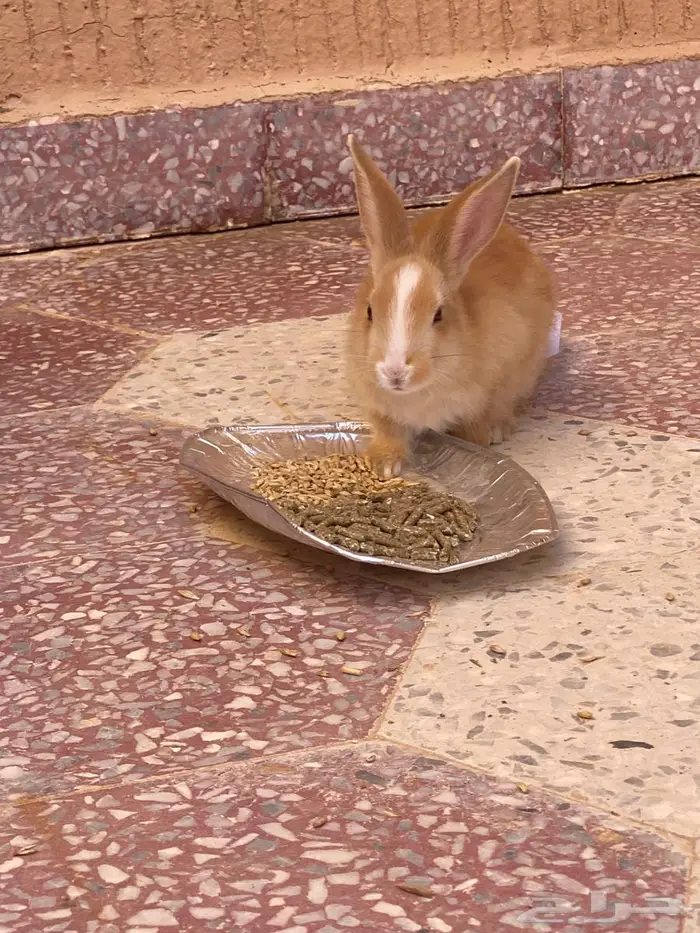 للبيع ارنب قزمية 3
