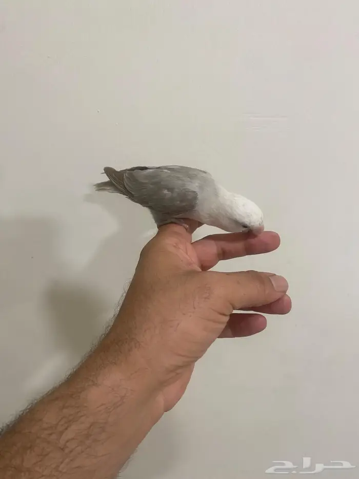 بلبل ذكر وبلبل انثى وروز 0