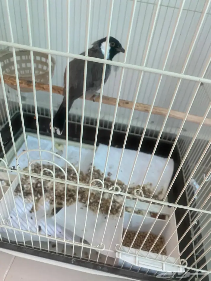 بلبل ذكر وبلبل انثى وروز 1