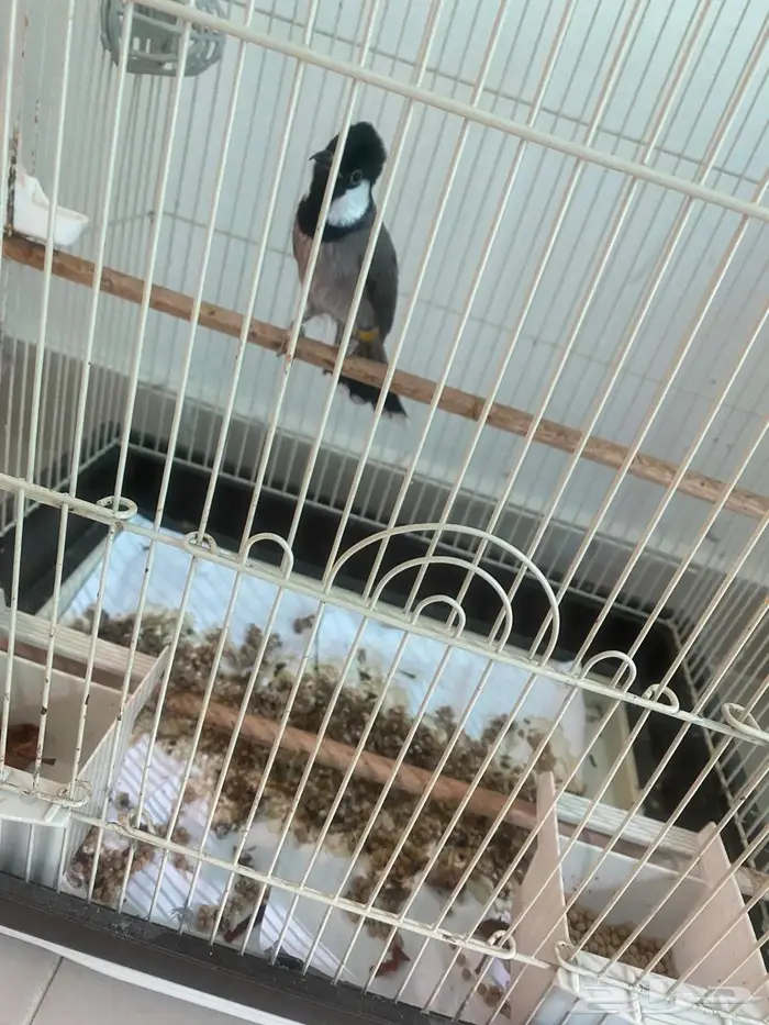 بلبل ذكر وبلبل انثى وروز 2