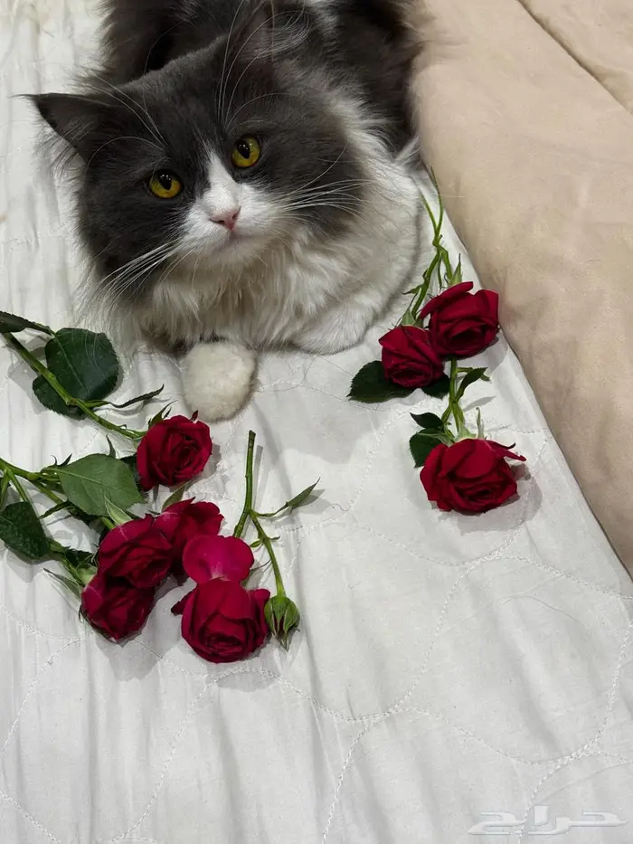 قطة للتبني 0