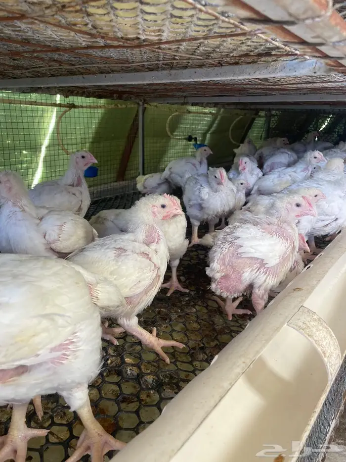 دجاج لاحم للبيع 0