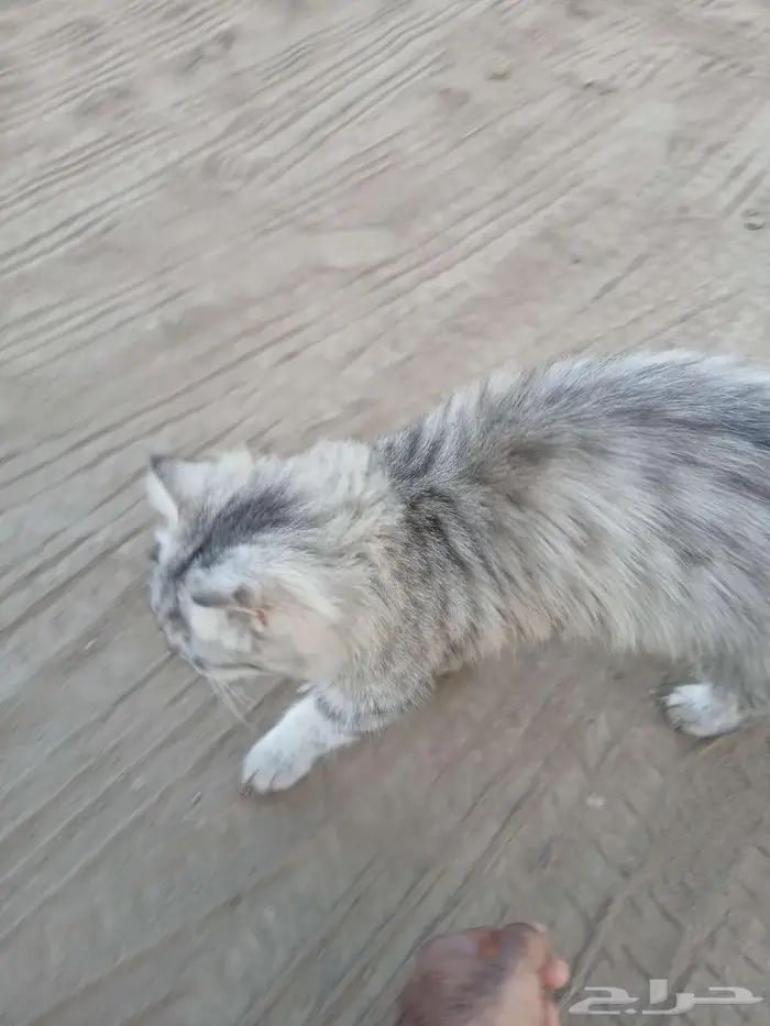 للبيع قط 2