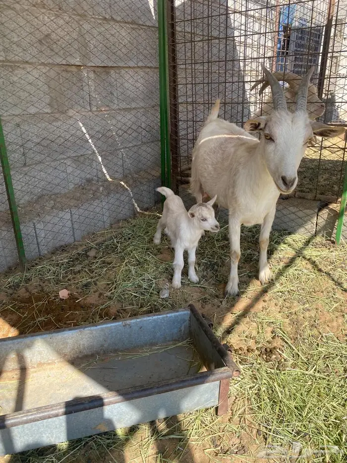 ماعز قزمي مع جنوبي الانتاج من فحل قزمي 1