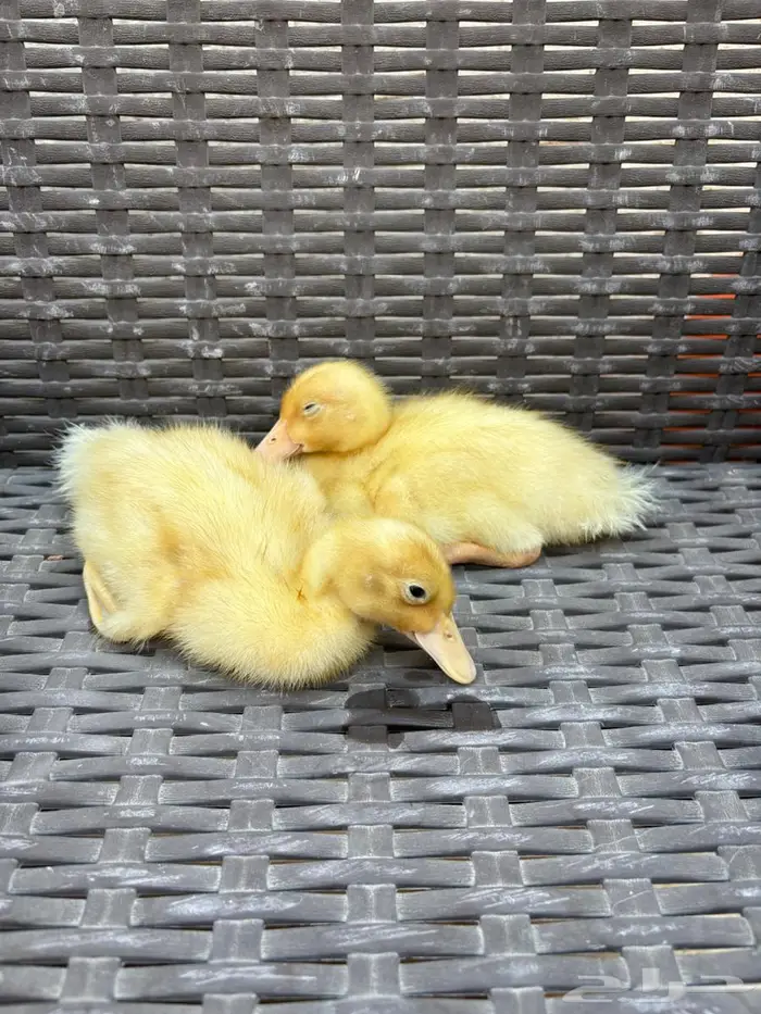 بطتان للبيع 0