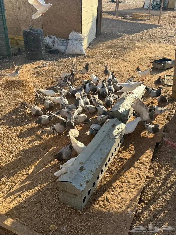 حمام فرنس لاحم سلفر وابيض 2