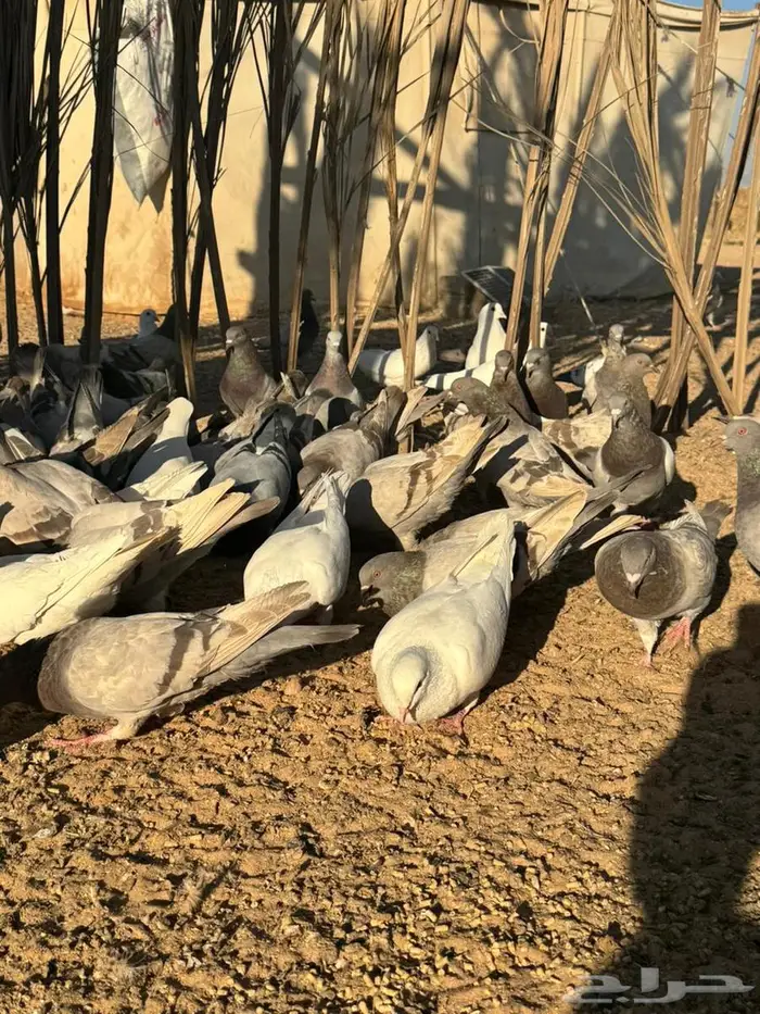 حمام فرنس لاحم سلفر وابيض 3