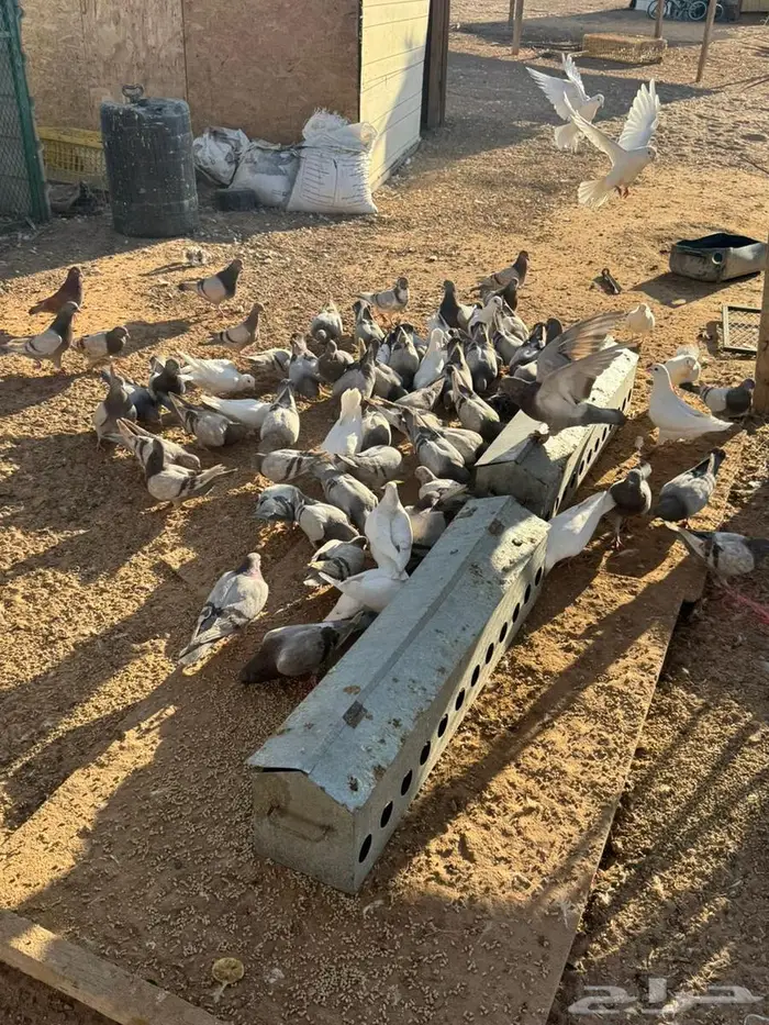 حمام فرنس لاحم سلفر وابيض 1