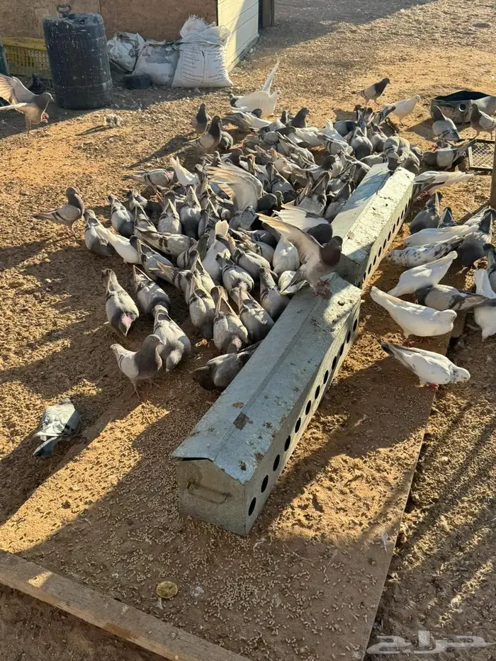 حمام فرنس لاحم سلفر وابيض 5