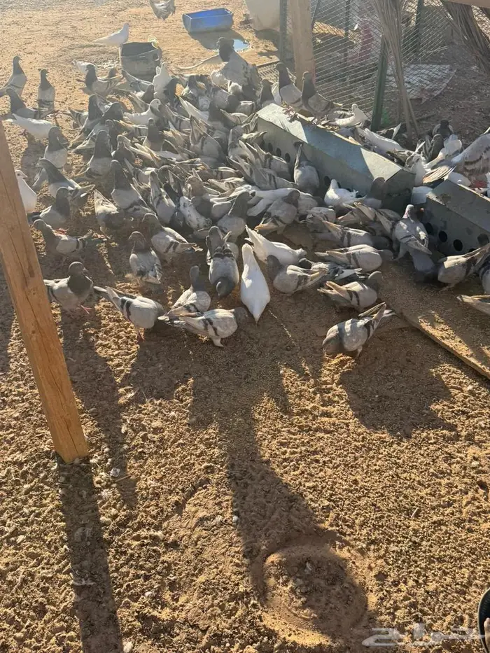 حمام فرنس لاحم سلفر وابيض 4