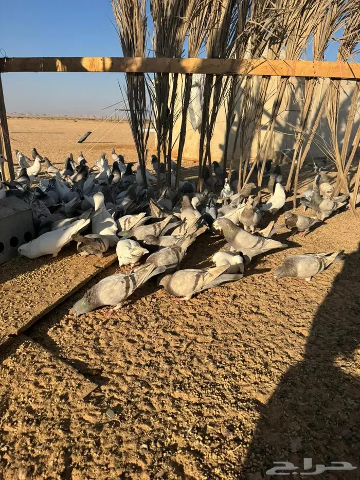 حمام فرنس لاحم سلفر وابيض 0