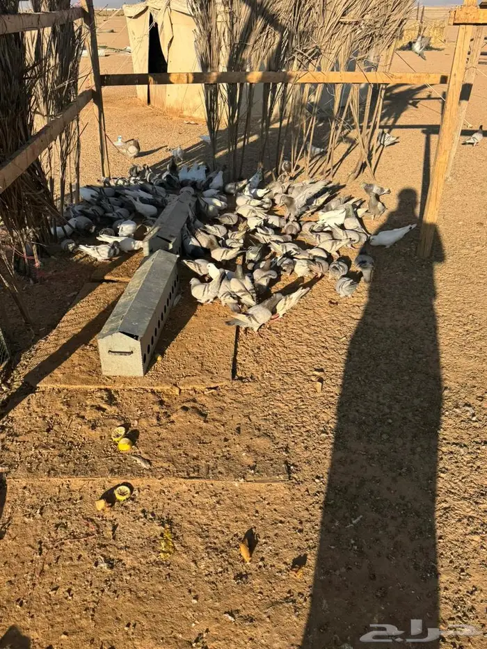 حمام فرنس لاحم سلفر وابيض 6