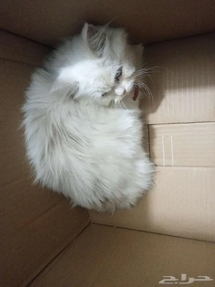 قط ضايع جدة حي الرويس فيه طوق 0
