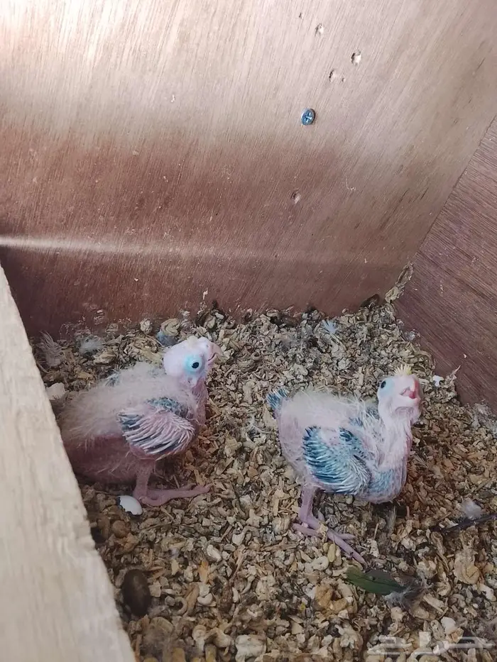 فروخ كروان 0