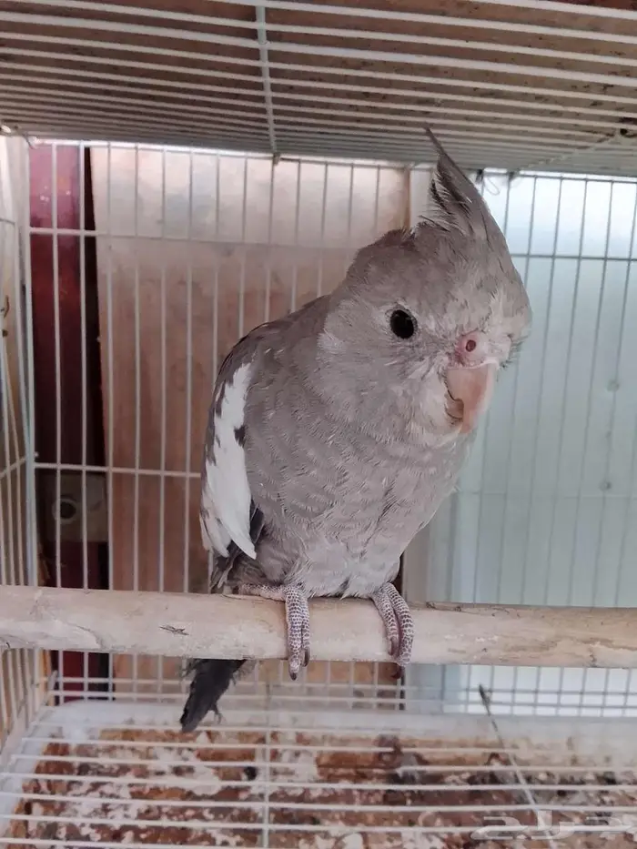 فروخ كروان 1