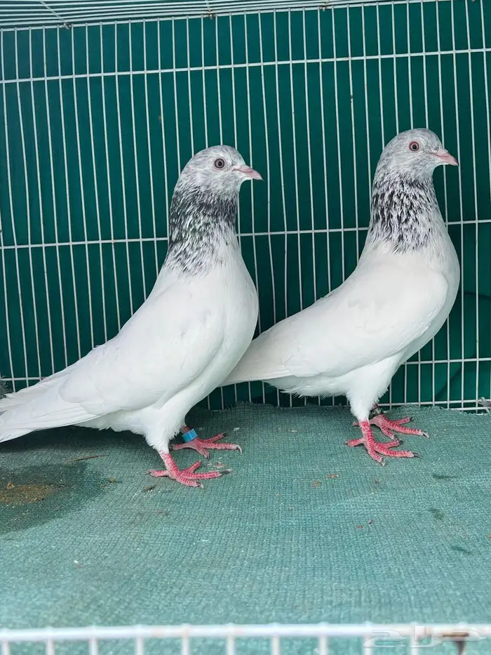 حمام باكستاني 0