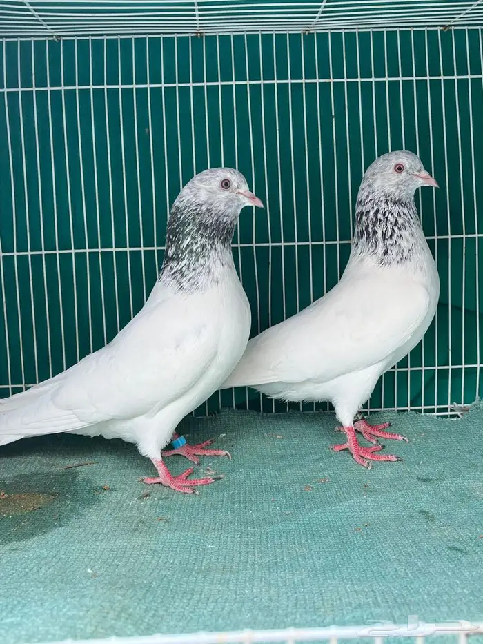 حمام باكستاني 1