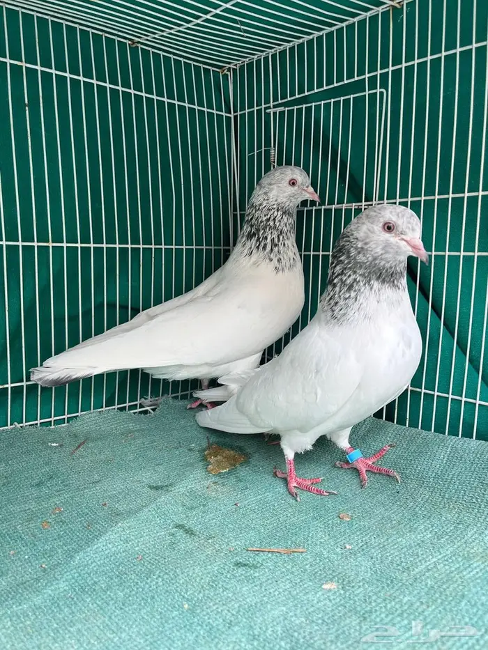 حمام باكستاني 2