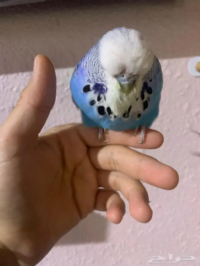 للبيع الجوز البادجي أليف 1