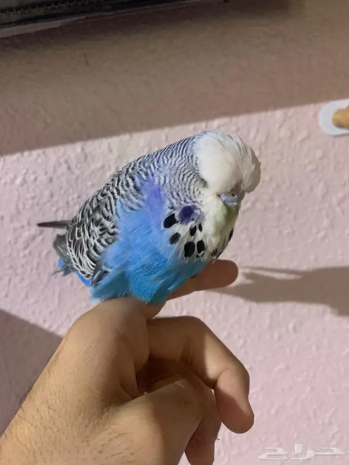 للبيع الجوز البادجي أليف 2