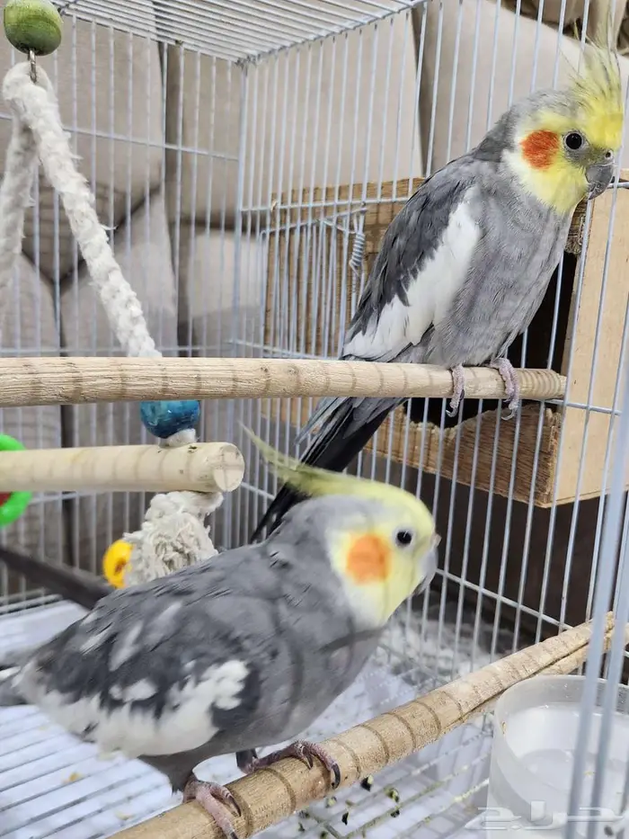 ببغاء للبيع 0