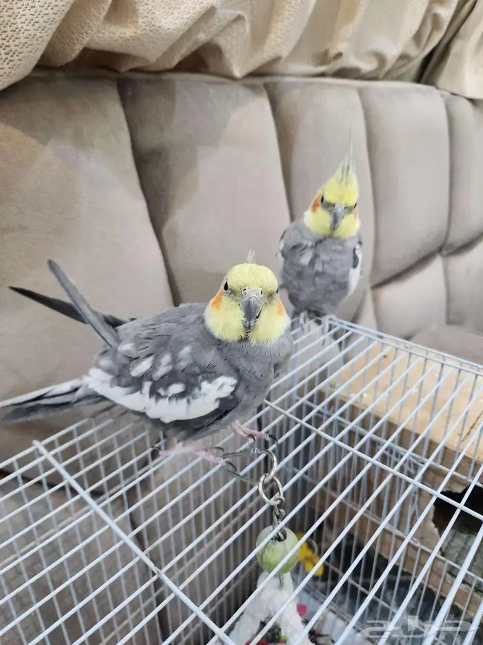 ببغاء للبيع 1