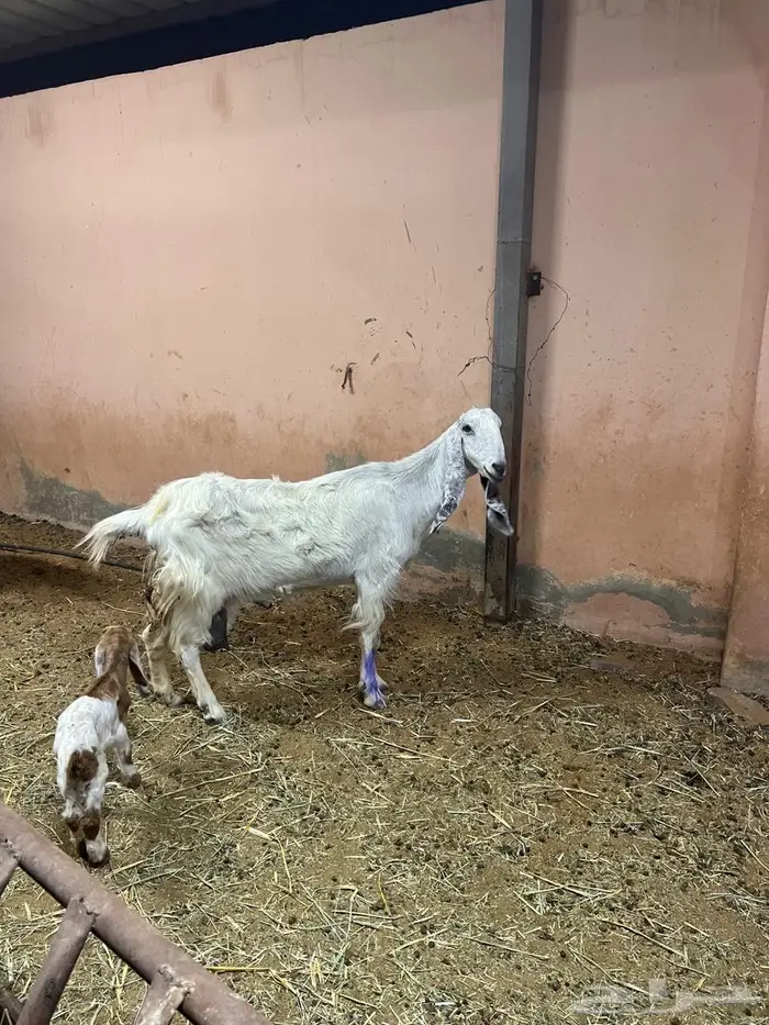 معزاء كفوو متاومه 2