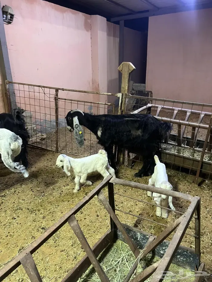 معزاء كفوو متاومه 6