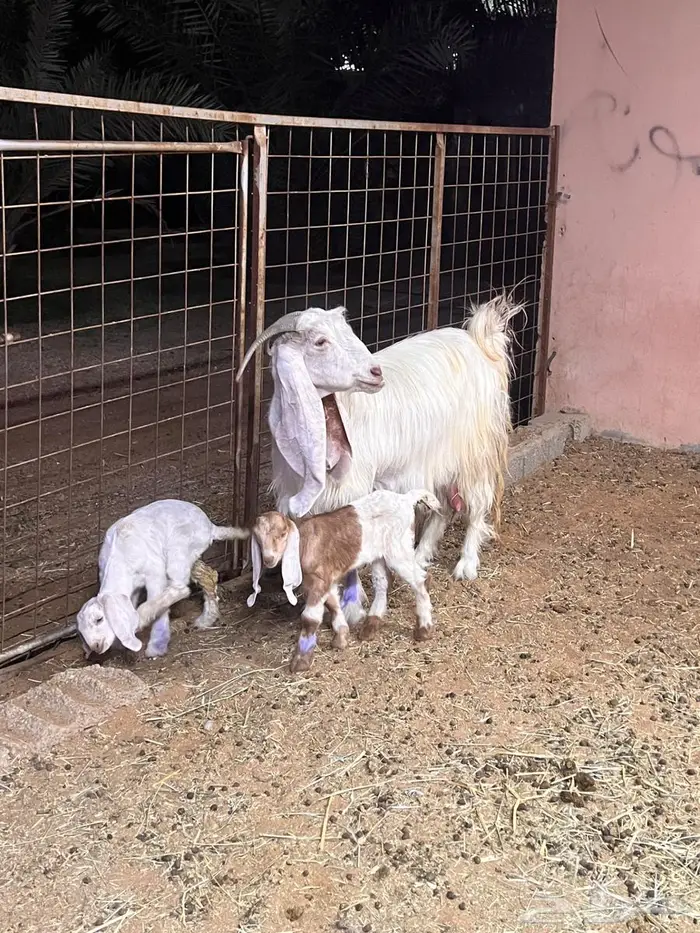 معزاء كفوو متاومه 8